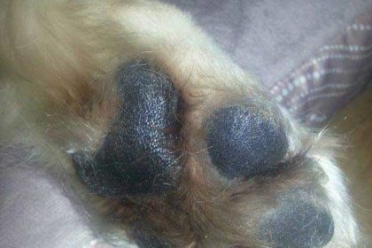 Hundepfote mit Schwarzapfel Kräuteröl behandelt