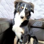 Bordercollie von Martina K.